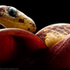 The new species Sibon bevridgelyi is arguably the prettiest of the lot, according to the research team